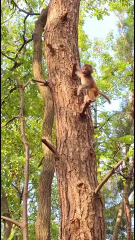 The little monkey practices climbing trees#monkey #babymonkey 