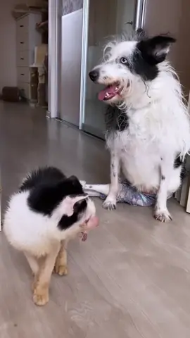 Updates on Pluto 😭‼️ 😭😭  Today we have only received $49 😭💔 Pluto is begging for a second chance everyone seeing this post have mercy and donate anything to help 😭,we are helpless as you se us.kindly donate anything to through our donation link in the profile