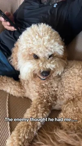 Darla the doodle 🫶🏻🙏😆 #theenemythoughthehadme #jesus #dogsoftiktok #funny #viral 