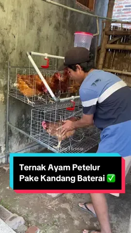 Buat Anda yang punya lahan nganggur, kenapa nggak coba ternak ayam petelur? Selain bisa dipakai sendiri untuk kebutuhan dapur, kalau lebih bisa dijual. Enaknya pakai kandang baterai, telur jadi lebih bersih, mudah diambil, pakan dan minum lebih terkontrol, serta kandang tetap rapi. Cocok banget untuk usaha rumahan. #ternakayam #ayampetelur #usaharumahan #kandangbaterai #idebisnis