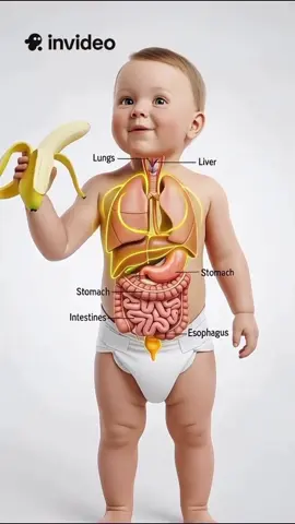 🍌 Bananas = Superpower for Kids! 💛 Why every parent should add bananas to their child’s diet 👇 ✨ Boosts memory & focus 🧠 ✨ Strengthens bones & teeth 💪 ✨ Fuels energy for play & study ⚡️ ✨ Supports healthy digestion 🌿 ✨ Keeps the heart strong ❤️ Simple. Natural. Powerful. 🍌 Because strong kids = bright future. 🌟 . . . #BananaPower #KidsHealth #HealthyHabits #ParentingTips #TrendingNow     