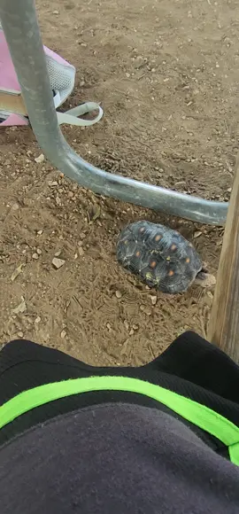 taking Shelby out red foot tortoise to the park  #redfoottortoise #redfoot #tortoise #park #SMILEY 