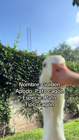 ✨💩#parati #pato #ducks #funnyvideos 