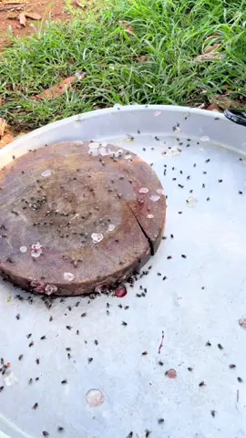 Chai xịt ruồi sinh học #luudayne #xitruoi #xitruoisinhhoc 