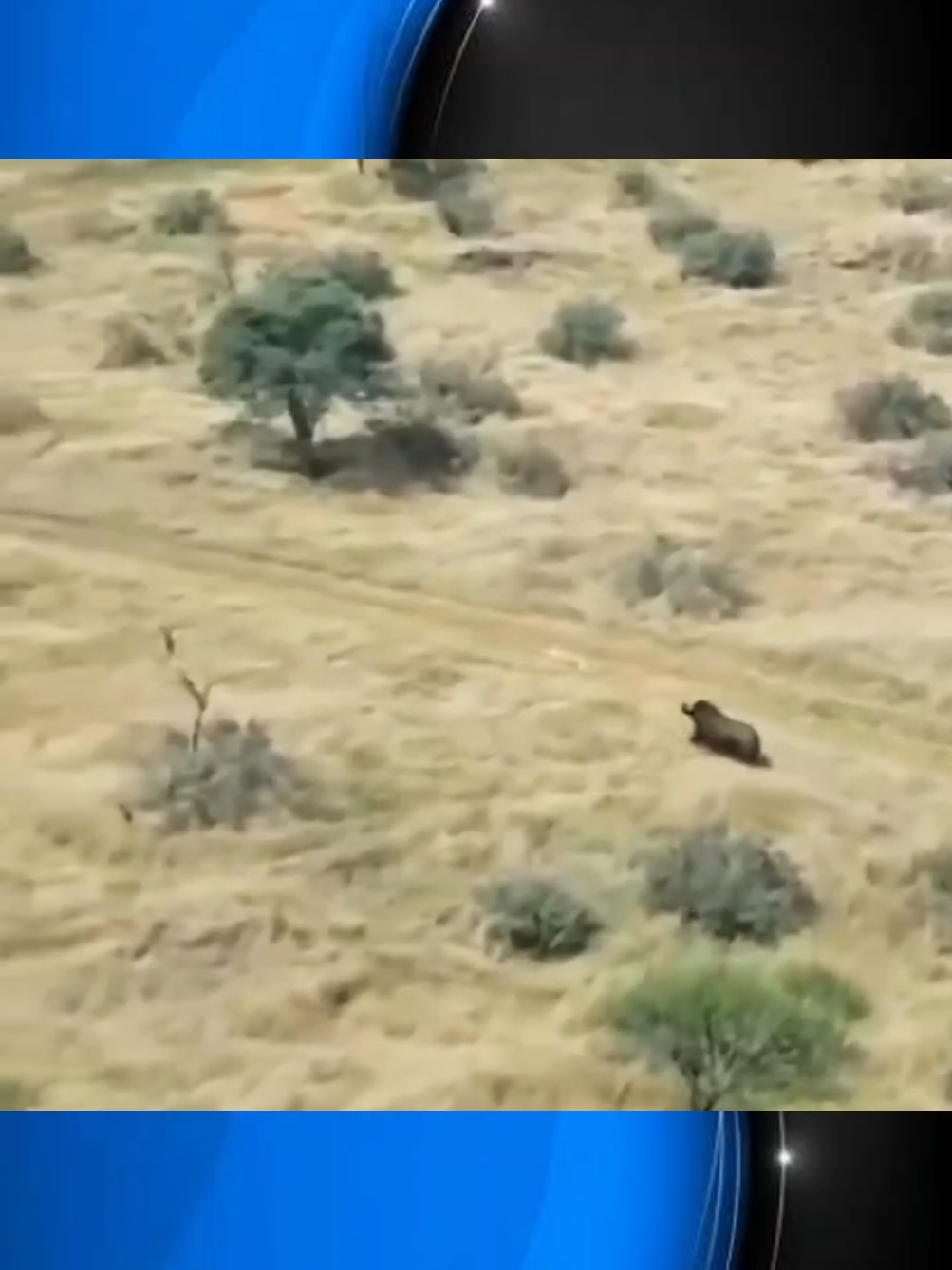 #Touro correndo atrás do carro #Vida animal 