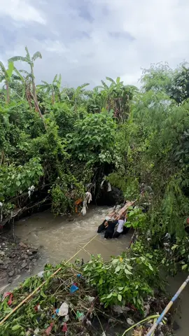 Evakuasi babi hanyut. 