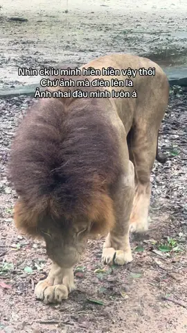 #GreenCreator #VinWonders #vinpearlsafariphuquoc #viral #dulich 