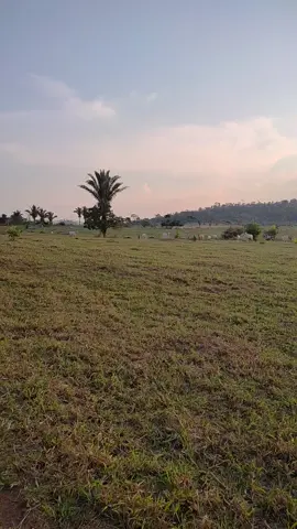 #agroetudo🌿🌾🌾🌾🌱🌱🐂🐂🐂 