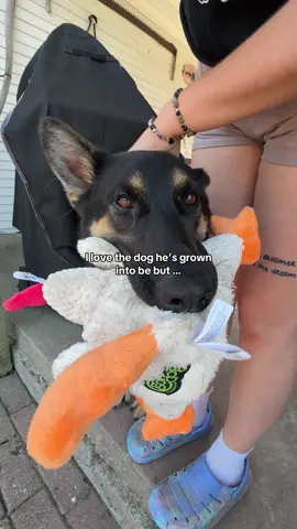 It didn’t take long for me to realize I wanted to keep him - he needed me and still does 🖤 #dogowner #gsd #gsdowner #dogvlog 