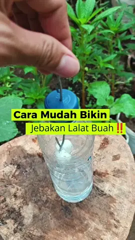 Bagian 129 | 🐝 Cara Membuat Jebakan Lalat Buah dengan Botol Bekas 🍎 👉 Supaya sayur & buah di kebun tetap segar dan terhindar dari serangan lalat buah, kamu bisa coba bikin jebakan sederhana pakai botol bekas! ♻️ Cukup tambahkan Petrogenol @infarmid di dalamnya, lalat buah bakal terperangkap dan buahmu lebih aman 🍋✨ Cocok banget buat kamu yang lagi cari cara mudah, murah, dan ramah lingkungan untuk melindungi tanaman dari hama. 🌿🌱 #lalatbuah #petrogenol #infarm #infarmid 