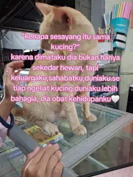 bagian 14#bismillahfyp #sayangkucing 