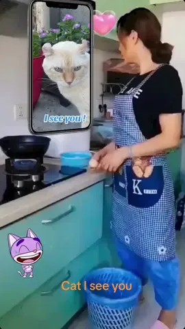 Cat looking at cook. Mr. Knuckels Kanook the cat. ##Cats##catsoftiktok##catlover##fyp##genxcat