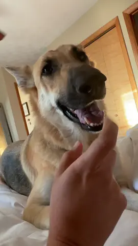 #happydog #puppy #foryoupage #foryou #doglife 