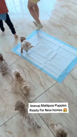 MALTIPOO teacup puppies ready for new homes 🏘️🎉🎉🎉. #creatorsearchinsights  #unitedstates  #adoptme  #toymaltipoo  #tinydogsoftiktok 