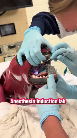 Anesthesia induction lab! #vetschool #vetmed #vetstudent #veterinarymedicine #veterinarian 