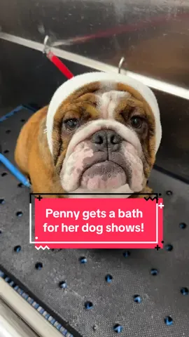 Penny needed a bath after playing on the beach the last 2 days, so off to the dog wash we went. It was so cute and everyone was so nice. I couldn't find them here to tag, but they have a few locations around the cape.  Penny is all clean, nails done, face shaved and ready to strut her stuff this weekend at the dog shows!! Hope we can win some points!!  #dogbath #showdog #futurechampion #bulldogpuppy #bulldogbath 