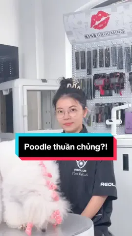 Làm thế nào để biết poodle nhà mình là thuần chủng đây nè?? #kimchen #thucung #groomer #pet #poodle 