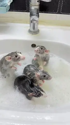 who wants ａ bite of fancy rat soup😄#fyp #fancyrat #justababy #shower #cute 