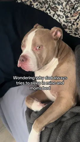 The audacity. 💤💤 #foryoupage #pitbull #pitbullsoftiktok #mybed 