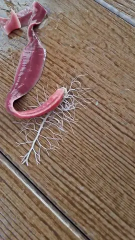 Ribbon worm! Looks like it’s about to start a zombie apocalypse! #OhFactThatsCool #worms #zombies #creepy 