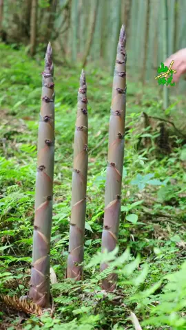 沉浸式采收梦黄笋,喜欢看掰笋的朋友,这种笋掰 起来太过瘾了#xuhuong #xuhuongtiktok #fyp 