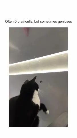 funny cats compilation #fypシ #catlover #cats #fyp #catscompilation 