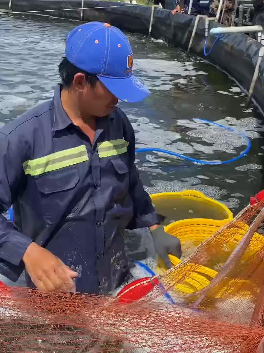 Tôm thẻ Bình Minh, 20 con/kg