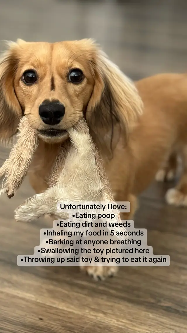 Top 6 favorite things #dogs #dachshund #dogsoftiktok #dog 