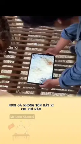 Nuôi gà không tốn tiền #viral #fyp #fail #foryou #tiktok 