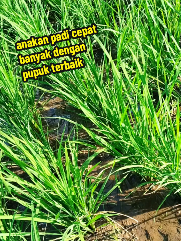 pupuk ini untuk percepatan perbanyakan anakan padi dan meningkatkan hasil panen  #corpcore #pupukorganikcair #pembasmihama #petanisukses 