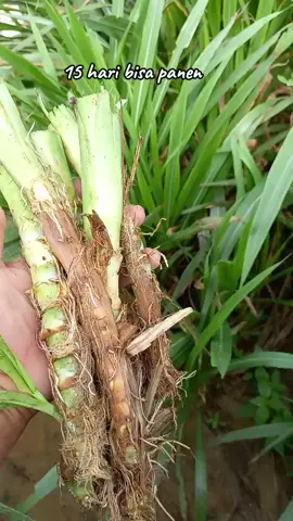 Rumput odot solusi bank pakan ternak daun lebih lembut gk berbulu dan keras sehingga ternak kecil lebih suka #rumput #odot #bibit 