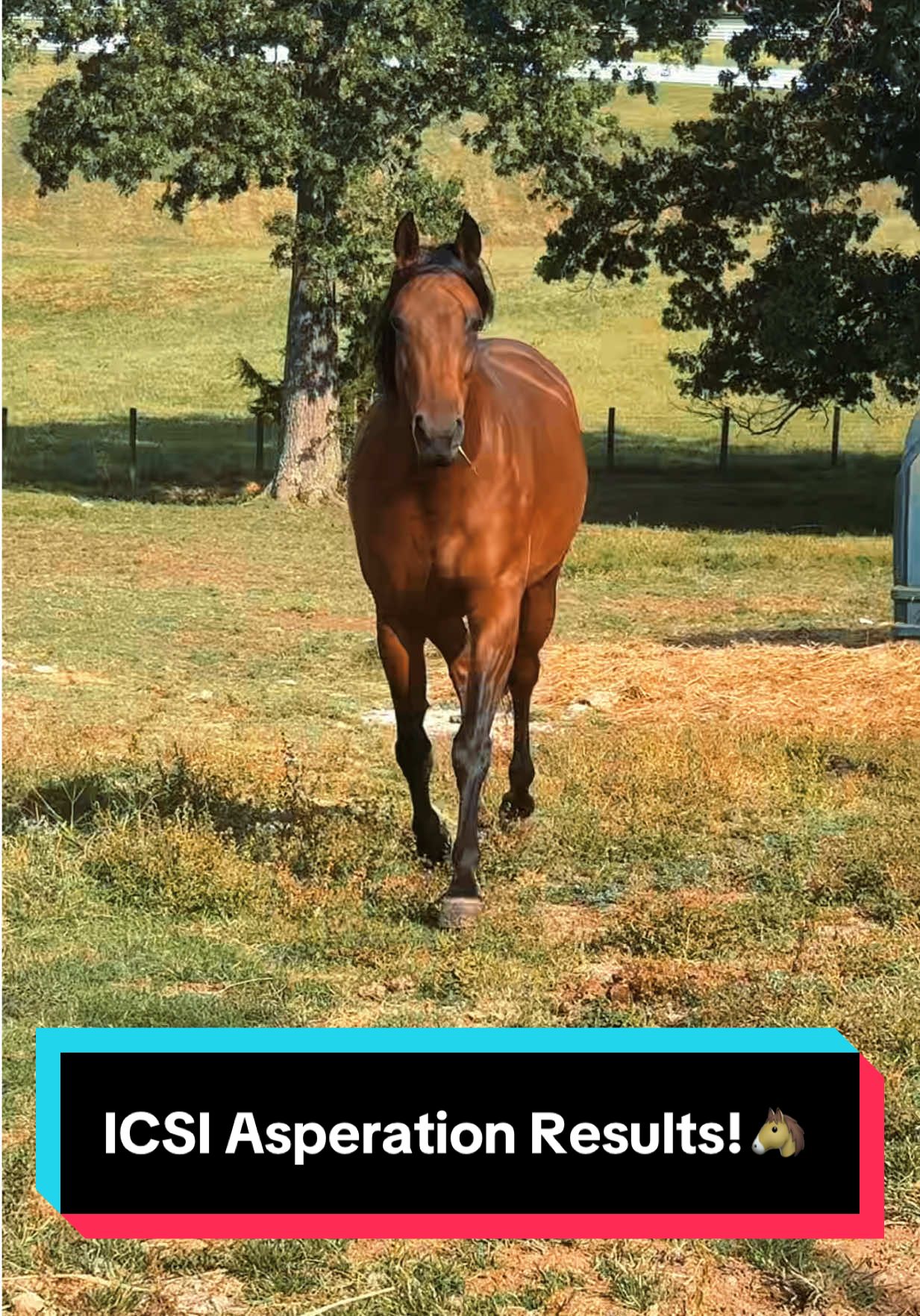 ICSI Asperation Results!🐴 #horsebreeding #animalhusbandry #icsi #broodmare 
