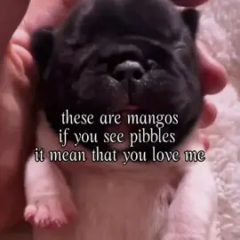 pibble need some love and fart 🥰 #tiktok #pibble #fyppppppppppppppppppppppp #dog #viral 