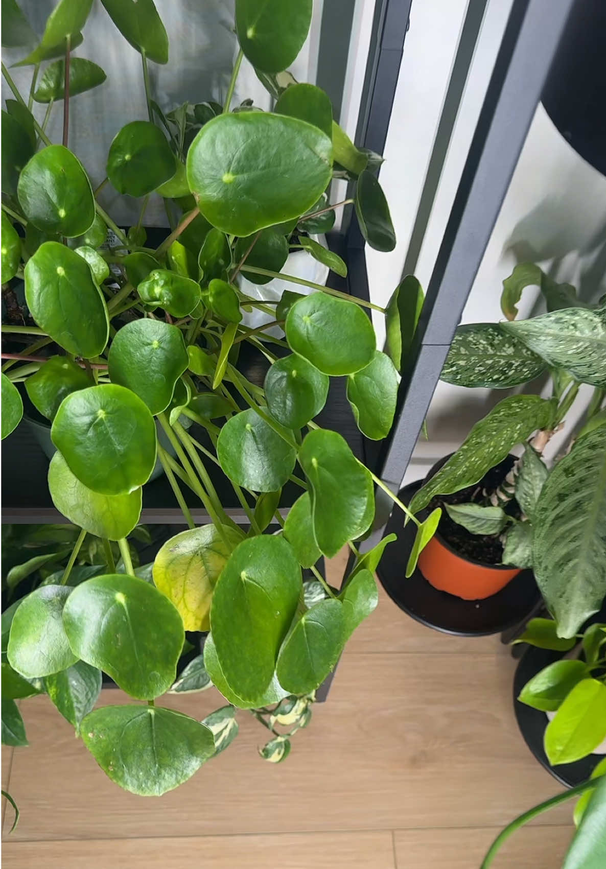 no bugs on my plants that’s forsure 🫠🪴✨ #fungusgnats #spidermites #plantsoftiktok #plantcare #viralproduct 