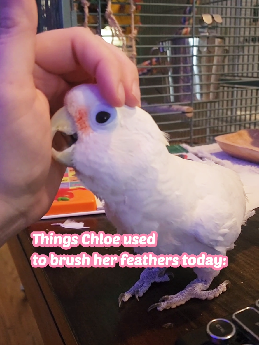 Thought everybirdy could use some Chloe cuteness today. 💕 