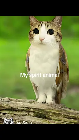 My spirit animal #meowl #owl #cat #newsoul #newacc 