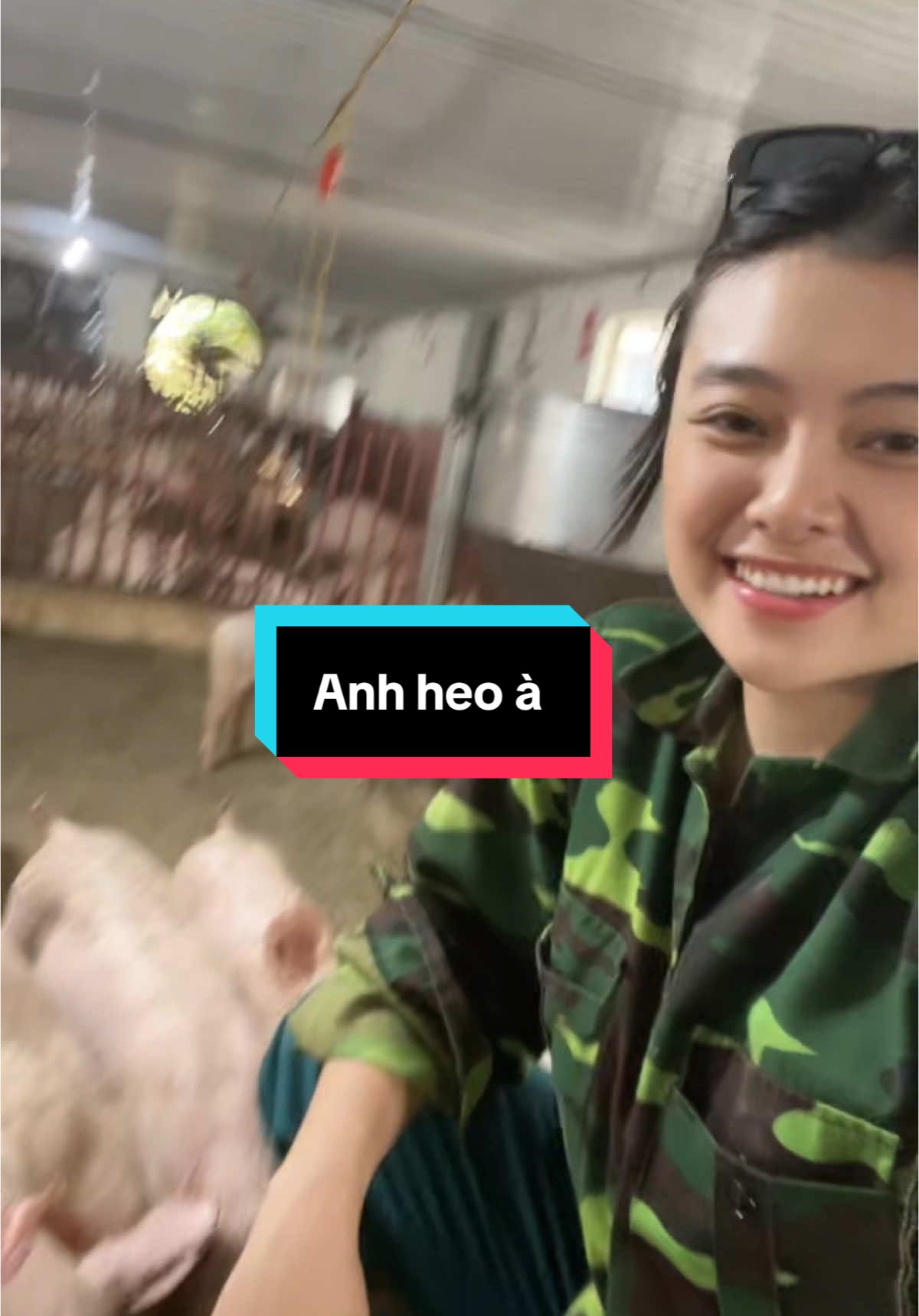 Chào anh, anh lợn #xuhuong #heocon #giáheohơi #giá_lợn #thái_nguyên #minh_thuy_thu_y 