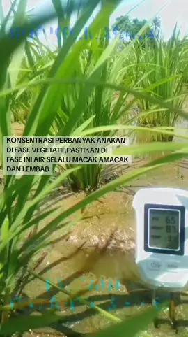 PERBANYAK ANAKAN DI FASE VEGETATIF, LAKUKAN PEMUPUKAN DI UMUR 10 HST DAN PEMUPUKAN KEDUA DI UMUR 20-25 HST, #petaniindonesia🇮🇩🇮🇩🇮🇩🌿 #karawang #swasembadapangan #petanimilenialindonesia #fyp 