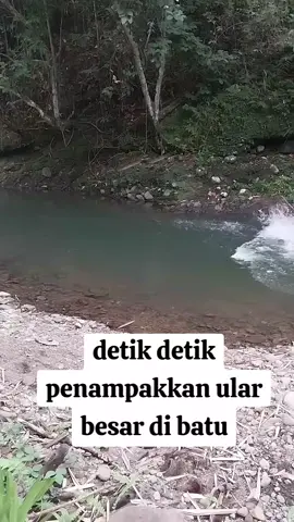 OMG ular besar di batu