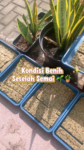 Kondisi 3 harian setelah semai, udah mulai tumbuh kecambah nih!🤩 Kalau benihnya berkualitas pasti cepat juga tumbuhnya. Jadi buat kalian jangan asal pilih benih ya, beli aja di keranjang kiri bawah!🤗 #semaibenih #hidroponik #berkebun #hidroponikrumahan #foryoupage 