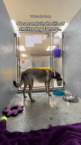 Thanks to her adopters for giving her a chance 🖤… #fyp #dogsoftiktok #creatorsearchinsight #pageforyou #leahkateb 