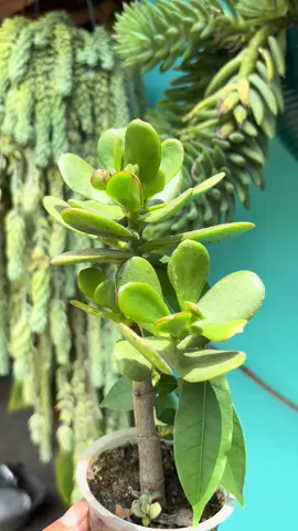 💚🪴#naturelover💚 #gardening #happiness #plant #flowers 🌿💚
