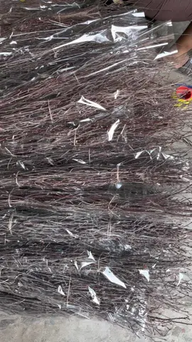 Nature's Touch: Why Branches are the Hottest Home Upgrade Let's talk about an easy and affordable way to level up your space: using natural branches in your decor. You might’ve seen them in trendy cafes or on interior design Instagram accounts—and there’s a good reason why they’re so popular. First off, natural branches bring organic texture that man-made materials just can’t match. Each twist, knot, and groove tells a story. That kind of authenticity makes a room feel grounded and calm. Plus, no two branches are exactly alike, which means your home styling will be one-of-a-kind. Another big advantage is versatility. You can keep it simple with a few minimalist twigs in a vase or go bold with a large statement piece mounted on the wall. Branches work in almost any style—bohemian, modern, rustic, or Scandinavian. They add visual interest without overwhelming the room. And let’s not forget sustainability! Using fallen branches or reclaimed wood is an eco-friendly choice. It’s a small but meaningful way to decorate consciously while connecting with nature indoors. Whether it’s a driftwood mirror frame, a few elegant twigs as a centerpiece, or a creative branch shelf, this trend is all about bringing the outside in. So next time you take a walk outdoors, look around—you might just find your next favorite interior ornamentation! #NaturalDecor #SustainableStyle #3hlink #BranchDesign #HomeUpgrade #OrganicVibes 