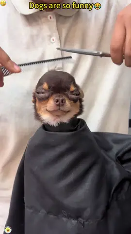 Dogs are so funny😂🤣#cutedogs #dog #funny #cute #pupy 