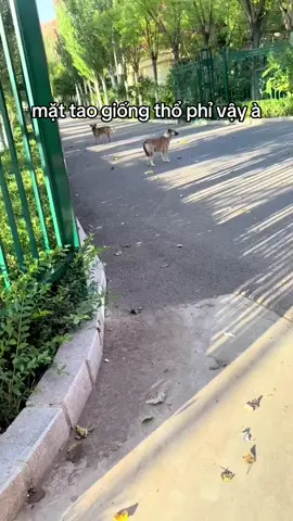 có làm gì đâu #yeudongvat76 #khaidihoc #meo 