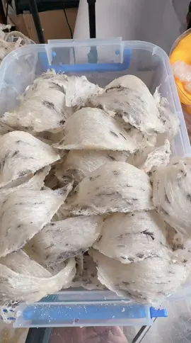 Yến biển miền trung#yếnsào #yênsaodaongoc #ancungtiktok #bầu #sứckhoẻ #tổyến 