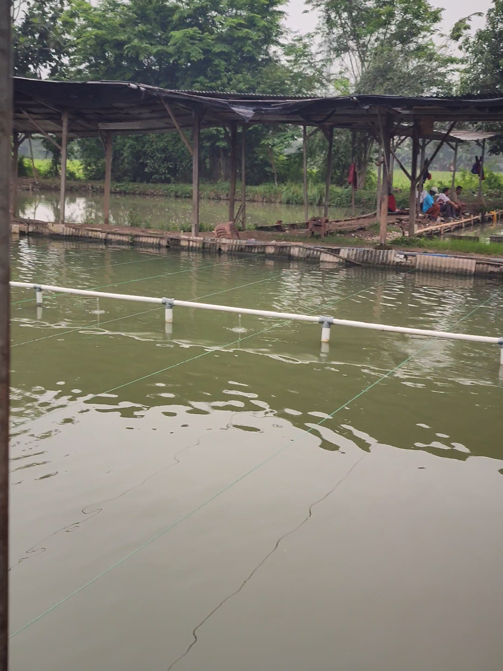 🌞 Pagi Cerah di Pemancingan Madok Fishing, Suasana Bikin Hati Adem 🎣 #MadokFishing #mancingasik #rawalumbu #kotabekasi  #fypシ゚ 