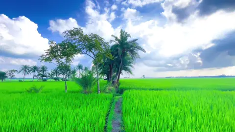 দেখা না দিলে বন্ধু কথা কইয়ো না #viral #fyp #foryoupage #natural 