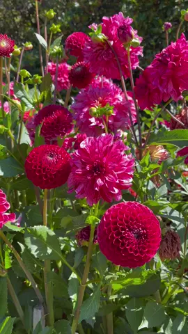 Dahlia garden therapy 🌺🌿 #dahlias #flowers #花 #foryoupage #fyp 