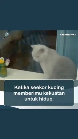 #kucing #kucingku #pecintakucing #fyp 💚💚